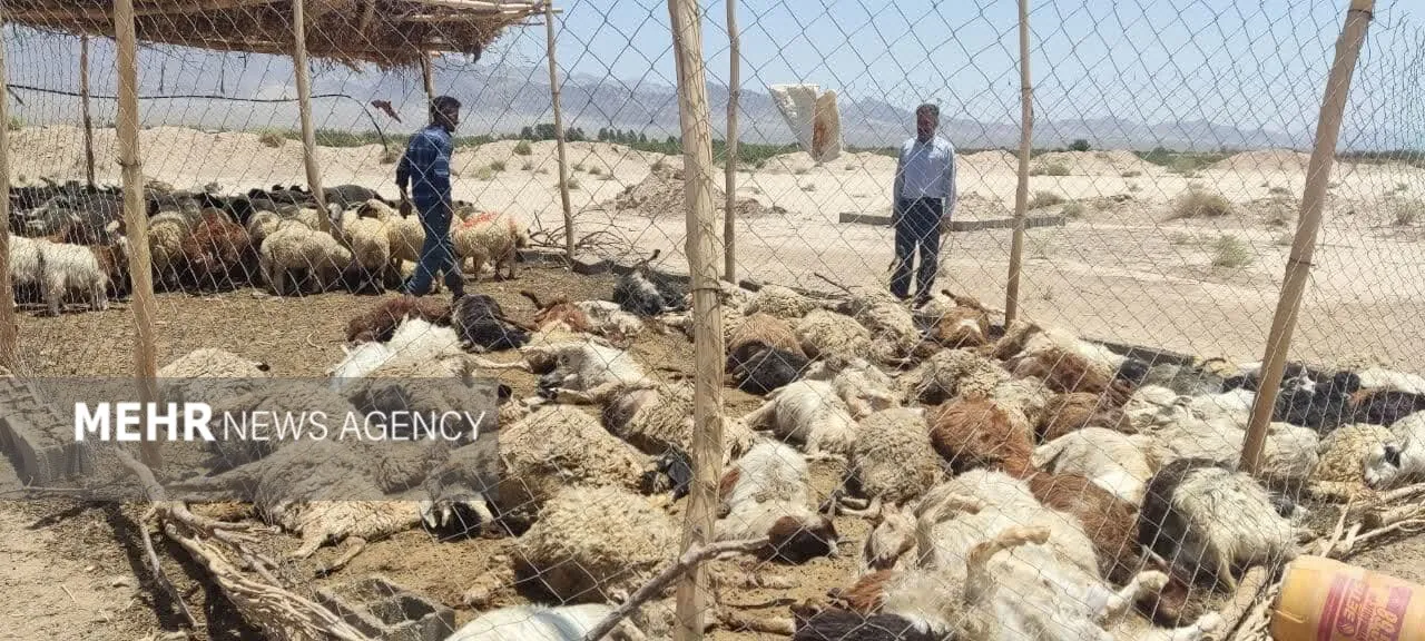 گرگ‌های گرسنه به گله گوسفندان در بهاباد حمله کردند